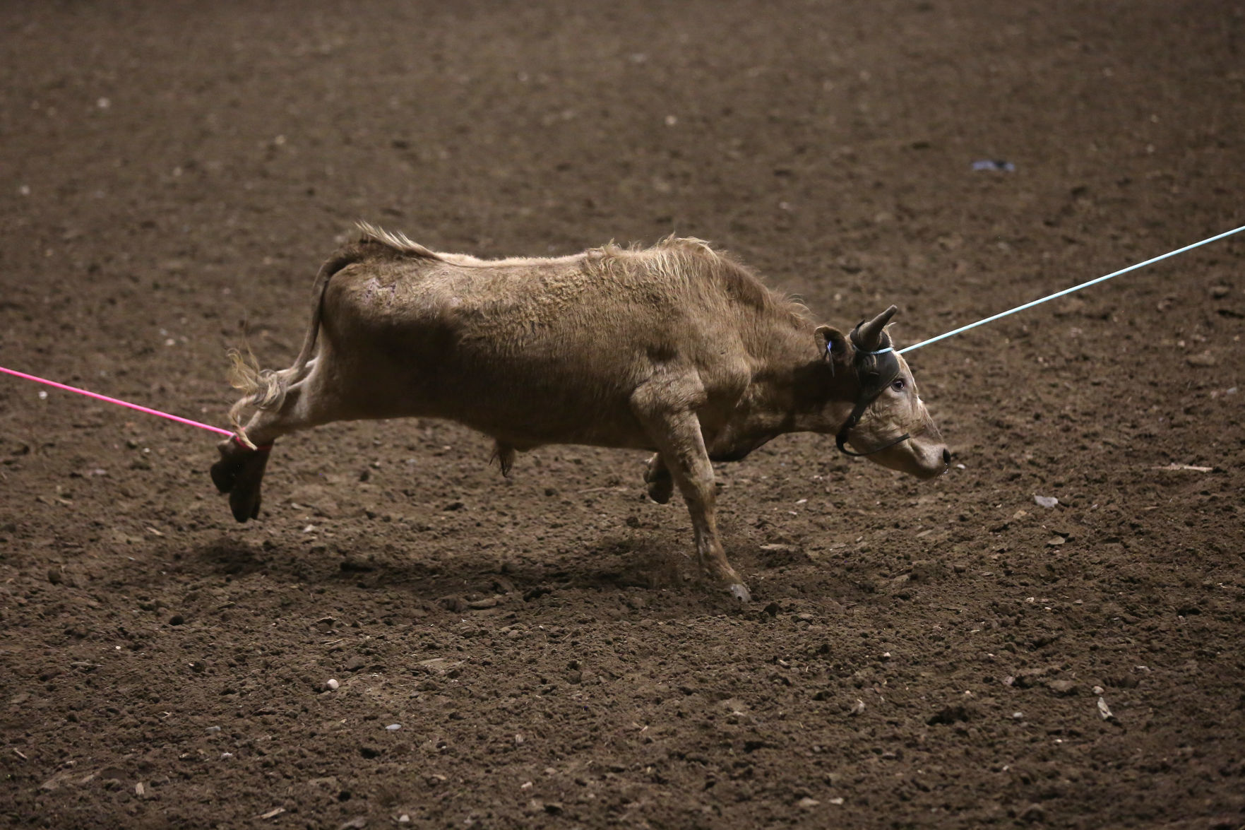 CNFR